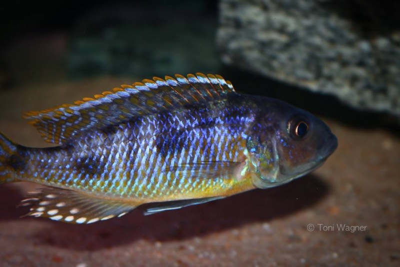 Stigmatochromis sp. 'pleurospilus mdoka' Mdoka